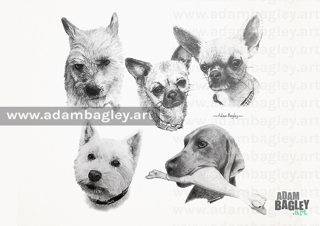 This image is of a pencil illustration of five dogs belonging to a client of Adam Bagley Art.